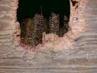 GREEN WOODPECKERS ATTACKING BEEHIVES